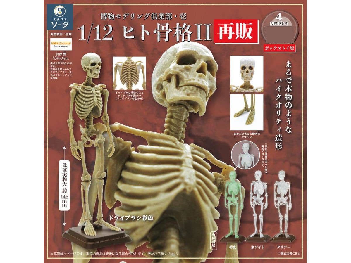 Natural History Modeling Club Ichi Human Skeleton II: 1Box (4pcs)