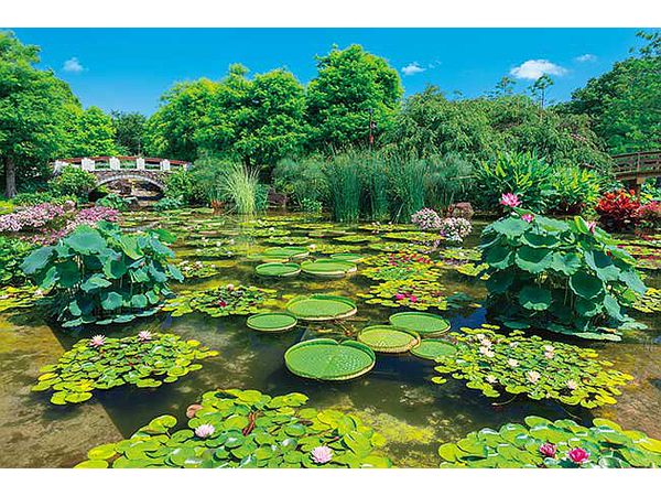 Jigsaw Puzzle Shining Green Water Forest 1000P (75 x 50cm)